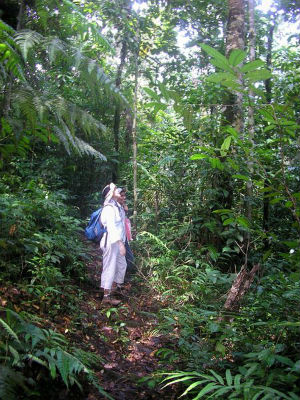 Volunteers walk a jungle path