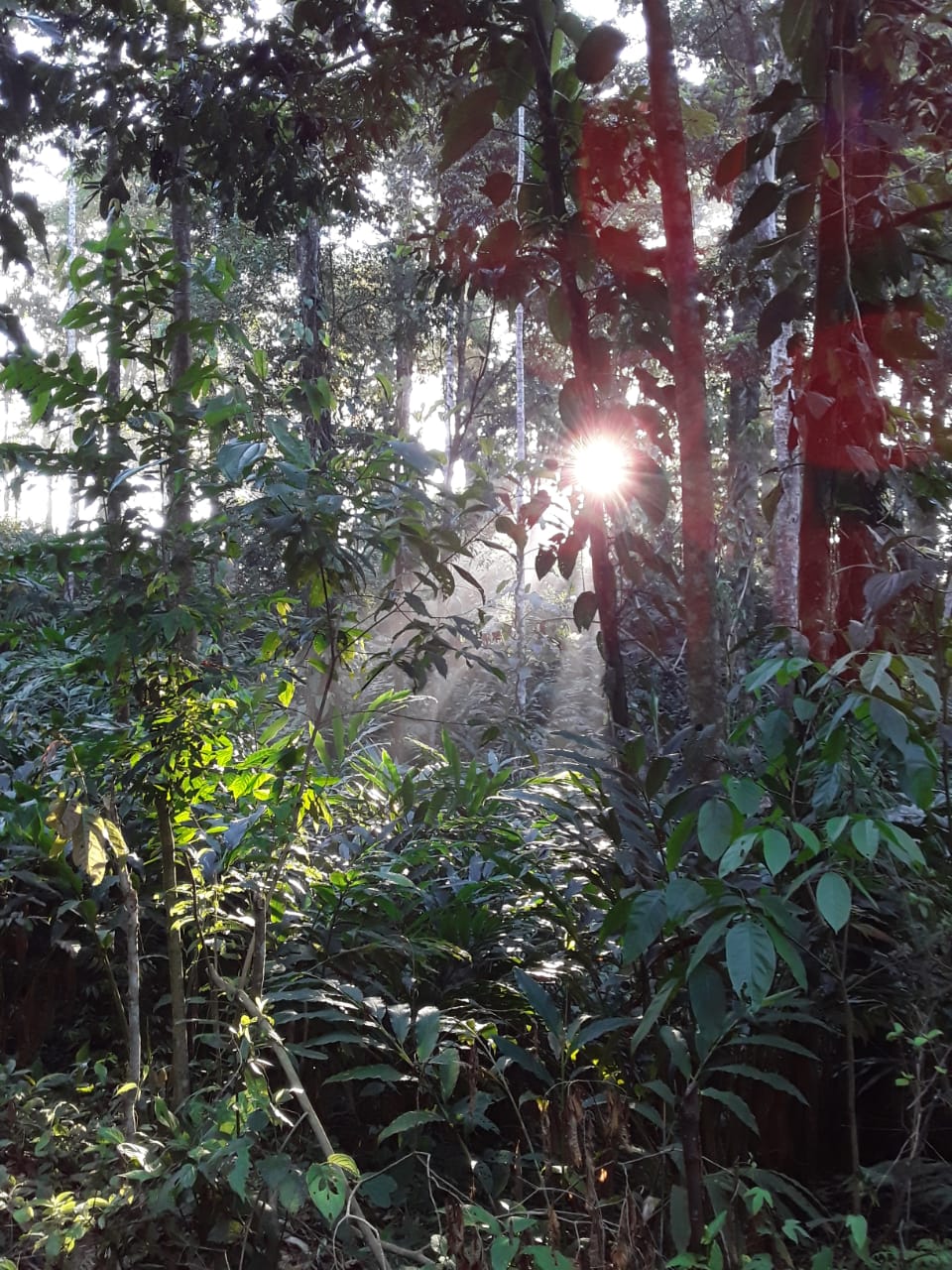 Volunteers walk a jungle path